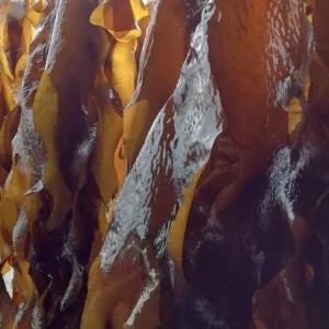 01_alga_golfo_wakame_01