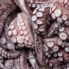 04_cefalopodo_pulpo