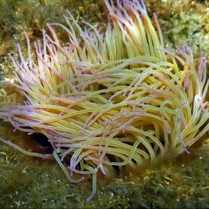 05_anemona_ortiguilladomar_Anemonia-sulcata_02